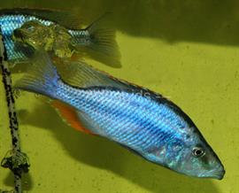 Dimidiochromis Compressiceps malawimeer